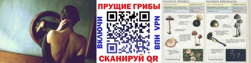 Псилоцибиновые грибы GOLDEN TEACHER Ноябрьск